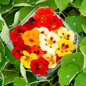 Dwarf Jewel Mix, Organic Nasturtium Seeds